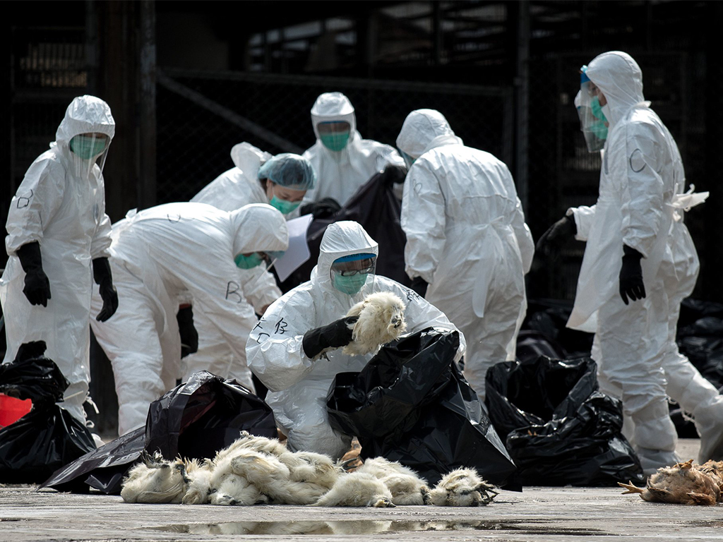 Bird flu hits China as country grapples with outbreak of novel coronavirus